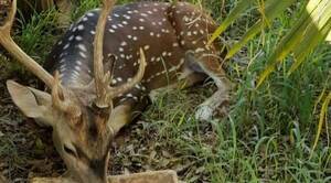 Crónica / Militar muere atacado por un venado en Mburuvicha Róga