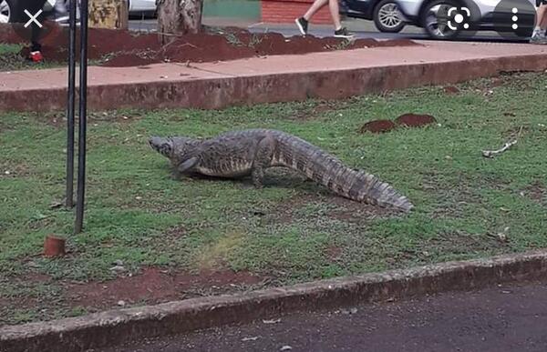 Piden que yacarés del Lago de la República sean llevados a zoológicos - La Clave