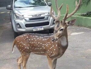 Militar fallece tras ataque de venado en Mburuvicha Róga · Radio Monumental 1080 AM