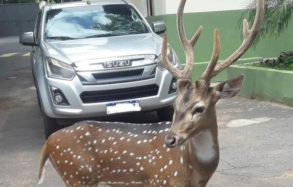 Mburuvicha Róga: Tras ataque de venado, militar pierde la vida
