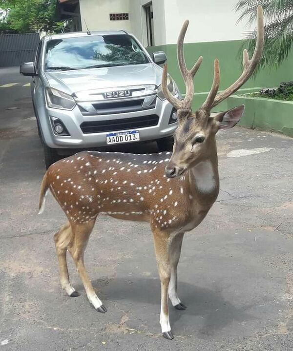 Mades: no corresponde tener animales exóticos en cautiverio, pero no hay regulación - Nacionales - ABC Color