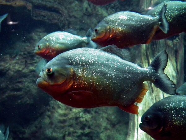 Mordeduras de pirañas son normales en verano, explican · Radio Monumental 1080 AM