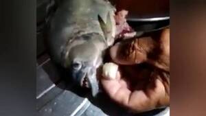 Crónica / [VIDEO] Pescaron ndaje piraña con ¡dedo humano! dentro