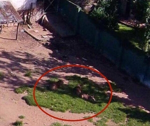 Diario HOY | Tras muerte en Mburuvicha, recuerdan el zoo de Zuccolillo con animales exóticos