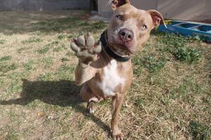 Ataques de pitbulls no pasan por ser puros o mestizos sino por la forma de crianza ya que son familieros, dicen - Mascotas - ABC Color