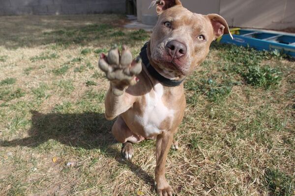 Ataques de pitbulls no pasan por ser puros o mestizos sino por la forma de crianza ya que son familieros, dicen - Mascotas - ABC Color