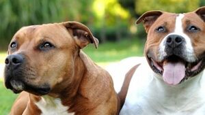 Dueña de pitbulls relata dolida cómo sucedió el ataque a su familia