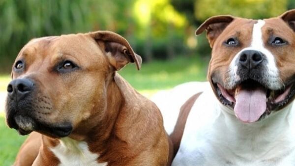 Dueña de pitbulls relata dolida cómo sucedió el ataque a su familia