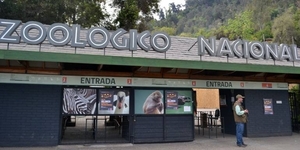 Diario HOY | Zoológico en Chile comienza a vacunar a animales contra el covid-19
