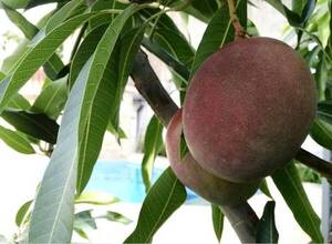 Crónica / Ministerio lanza recetas puretes para hacer con mango