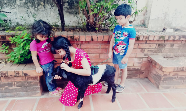 Aparece ovejita extraviada y vuelve con su familia - OviedoPress