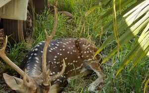 Venado atacó y mató a militar en Mburuvicha Róga