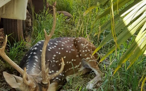 Venado atacó y mató a militar en Mburuvicha Róga