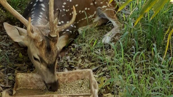 Senacsa no tiene registro de importación de ciervo de Mburuvicha Róga