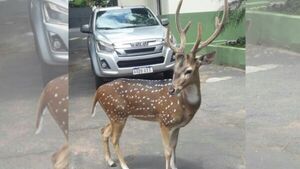 Veterinario sobre ataque de ciervo: "Es un animal muy peligroso"
