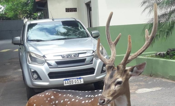 Diario HOY | El Mades dice que no hay normativa aplicable sobre la tenencia de animales exóticos