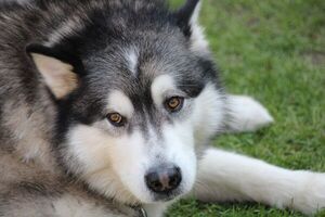 Un perro salva a un excursionista en una montaña croata