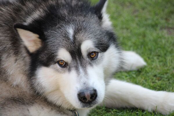 Un perro salva a un excursionista en una montaña croata