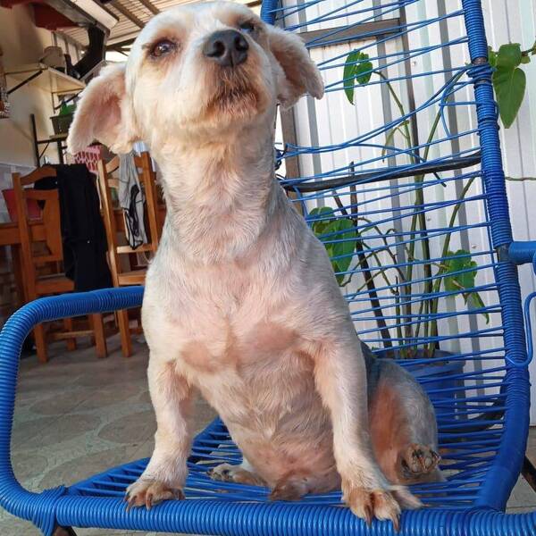 Crónica / Ofrece cervecita y plata para quien encuentre a su perro epiléptico anga