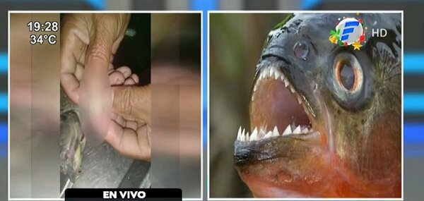 Más ataques de pirañas en diversos puntos del país | Noticias Paraguay