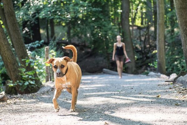 Paseos con nuestras mascotas en verano - Mascotas - ABC Color