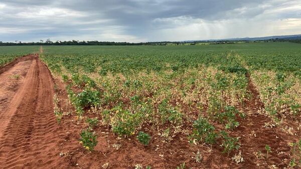 Falta de lluvias genera preocupación en agricultura - Nacionales - ABC Color