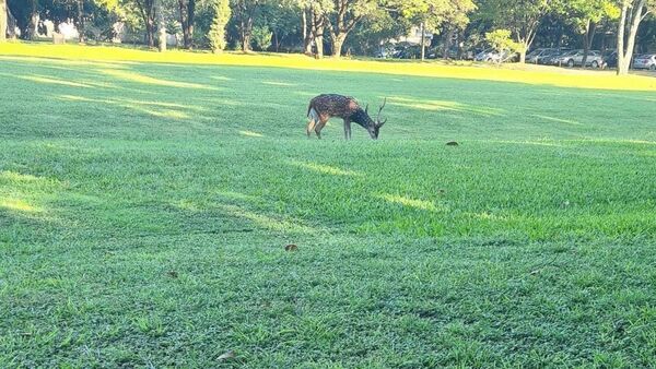 Muerte de militar en Mburuvicha Róga  desata  escándalo  para Marito