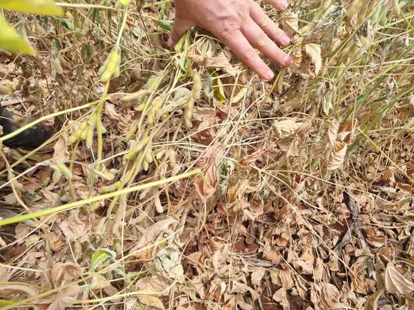Rendimiento de la soja tempranera es de unos 1.200 kilos por hectárea - La Clave