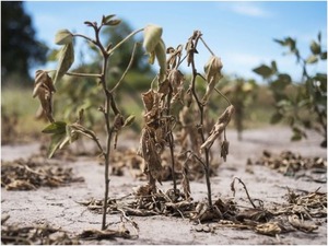 Agricultores esperan más lluvias para evitar un impacto negativo en el volumen de producción de la soja