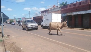 Animales sueltos en la vía pública, problema eterno en San José de los Arroyos - Noticiero Paraguay
