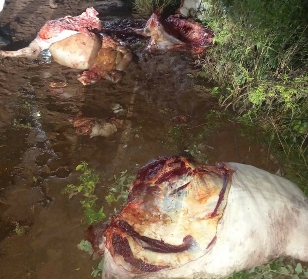 Abigeos faenaron un buey, pero no pudieron llevar la carne