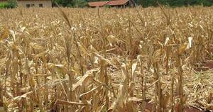 La Nación / Déficit de lluvias es el motivo de preocupación para los productores