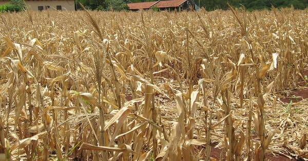 La Nación / Déficit de lluvias es el motivo de preocupación para los productores