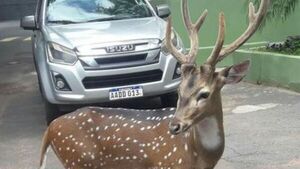 Ciervo que mató a militar ya está en el Zoológico