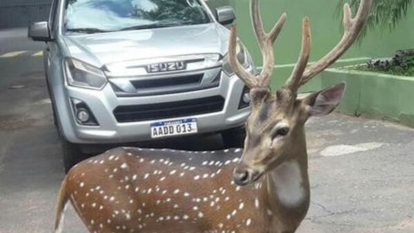 Ciervo que mató a militar ya está en el Zoológico