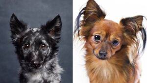 Dos nuevas razas de perros son registradas en EEUU
