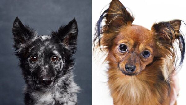 Dos nuevas razas de perros son registradas en EEUU