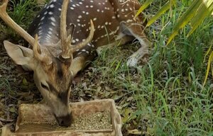 Trasladan a ciervo de Mburuvicha Róga al Botánico - Noticiero Paraguay