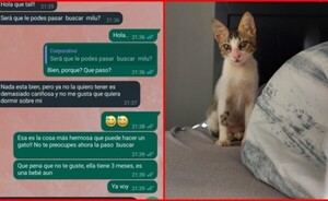 Adoptó una gatita y pidió devolverla porque “es demasiado cariñosa”