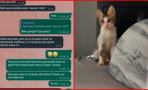 Adoptó una gatita y pidió devolverla porque “es demasiado cariñosa”