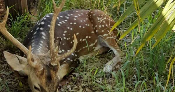 La Nación / Botánico recibe a ciervo y Bienestar Animal inspeccionará Mburuvicha Róga