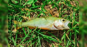 Diario HOY | EEUU: inusual lluvia de peces causa asombro en una ciudad de Texas