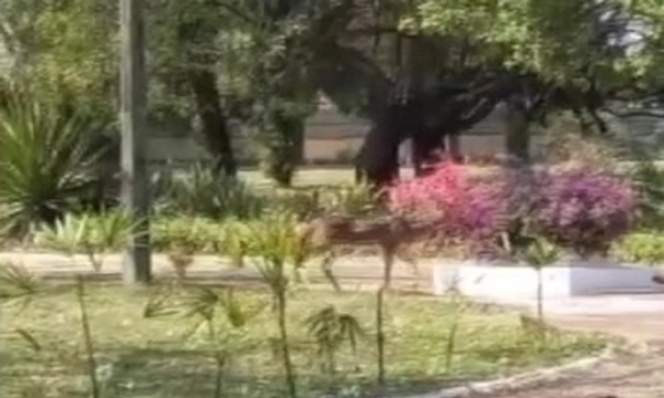 Trasladaron al ciervo de Mburuvicha Róga - SNT