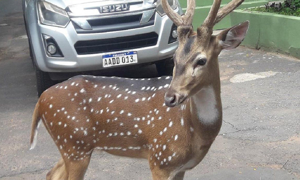 Ciervo que mató a militar ya está en el Zoológico - OviedoPress