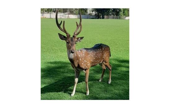 Investigan situación de animales silvestres en Mburuvicha Róga – Prensa 5