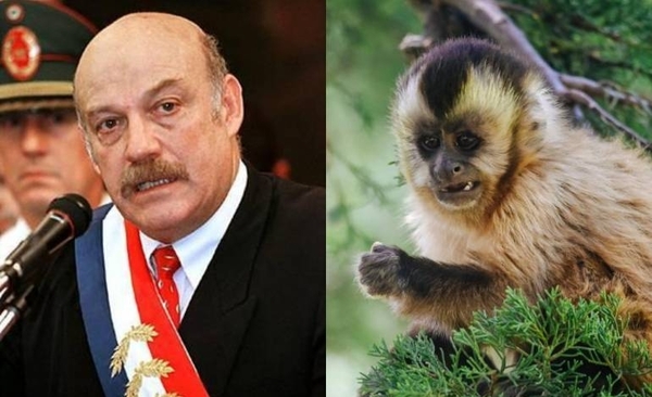 Diario HOY | González Macchi: “Había un monito que robaba jabón en Mburuvicha, pero no ciervos”