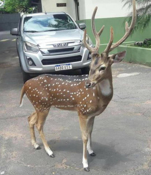 Venado que mató a militar en Mburuvicha Róga fue trasladado al zoológico