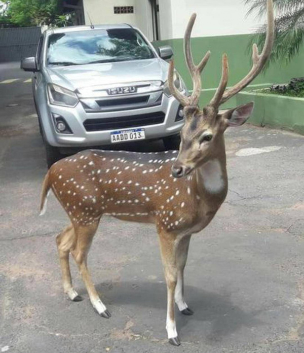 Venado que mató a militar en Mburuvicha Róga fue trasladado al zoológico