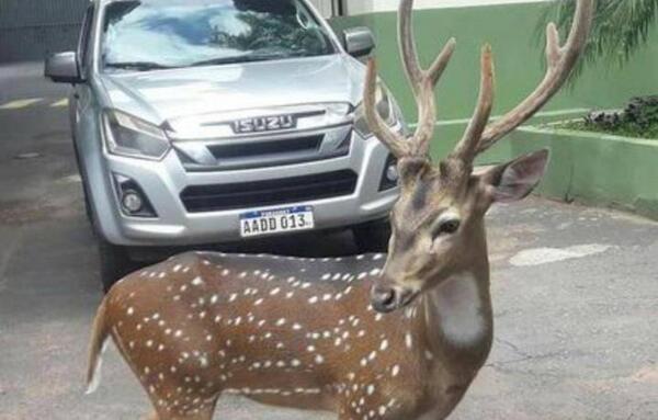 Venado fue trasladado al zoológico tras muerte de militar en Mburuvicha Róga