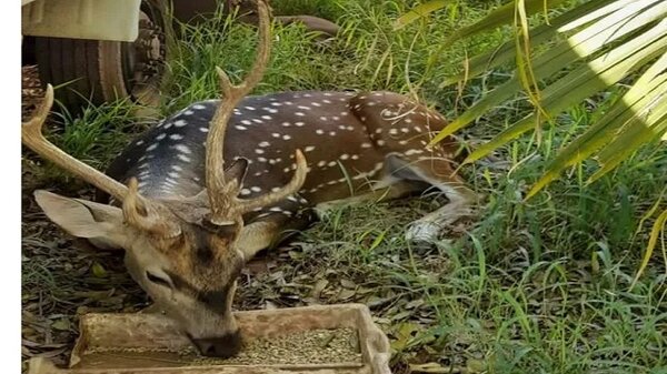 Trasladarán a Ciervo de Mburuvicha Róga al zoológico de Asunción | Noticias Paraguay